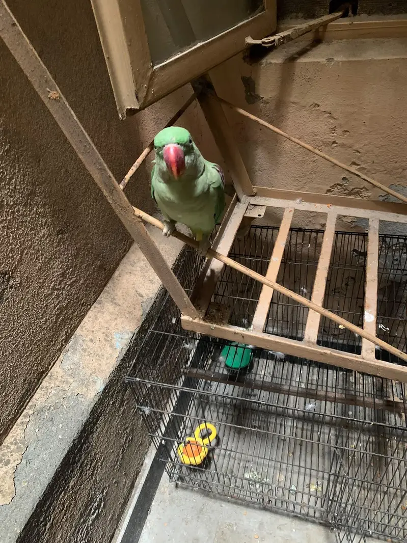 parrot for sale — photo 4