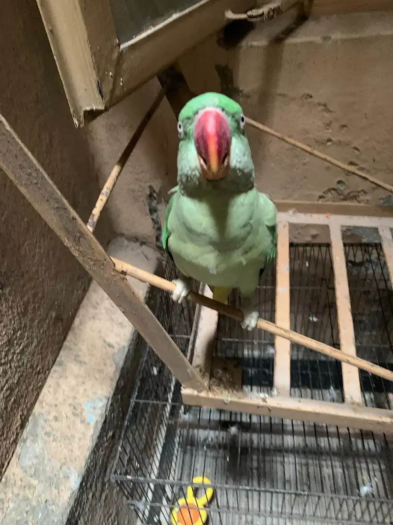 parrot for sale — photo 5