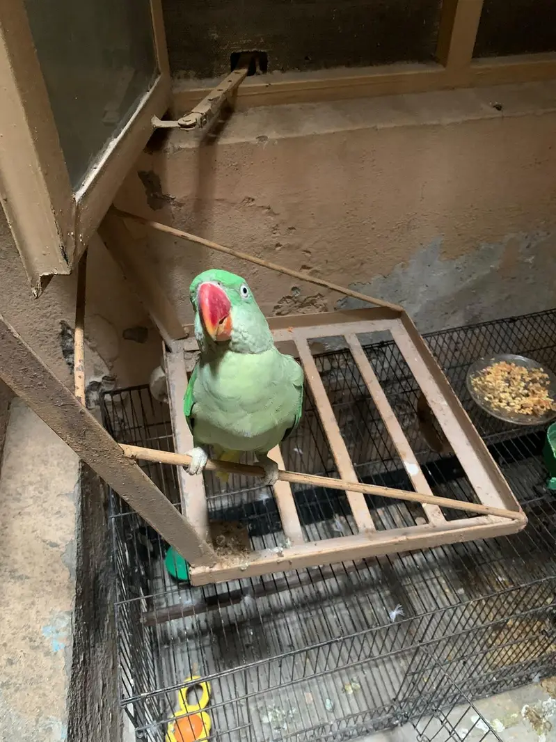 parrot for sale — photo 6