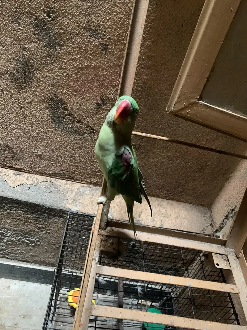 parrot for sale — photo 7