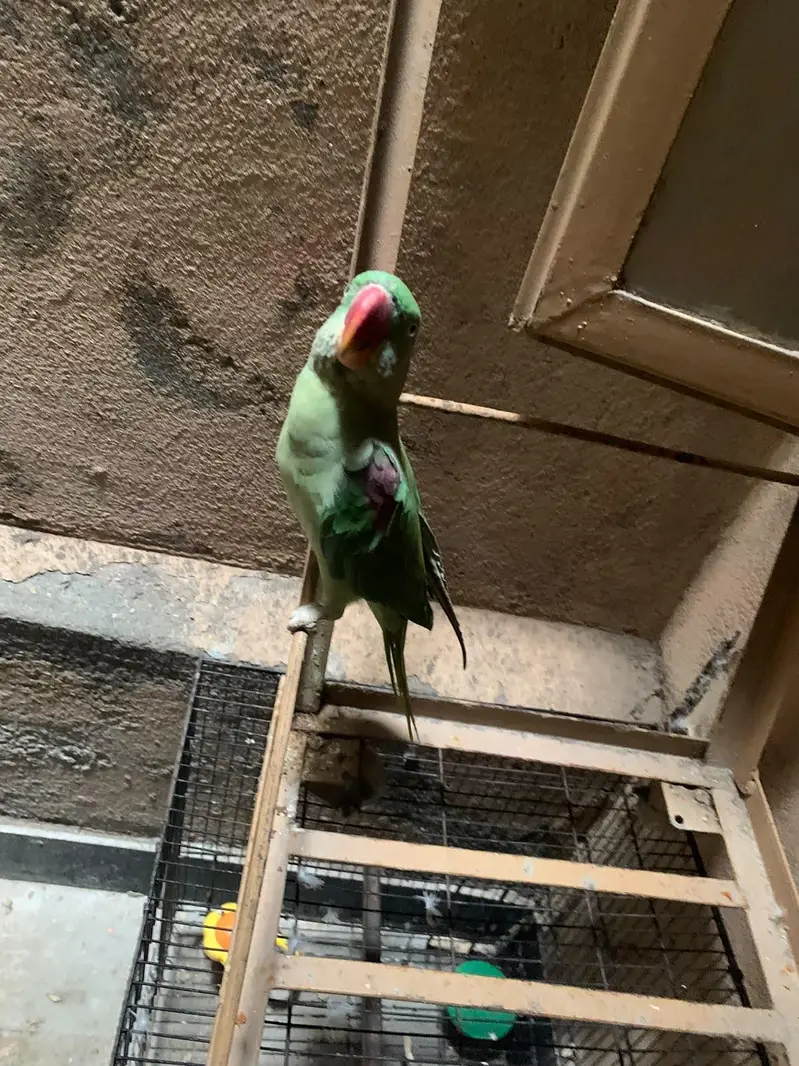 parrot for sale — photo 8