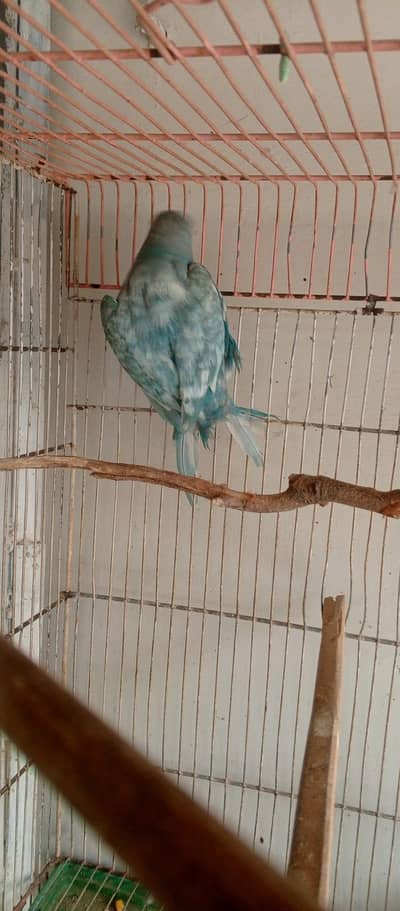 RingNeck Blue Turquoise Female (ready for breed)