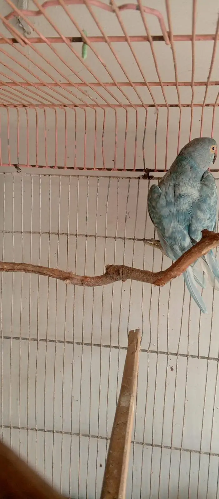 RingNeck Blue Turquoise Female (ready for breed) — photo 2