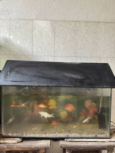 Fish aquarium setup