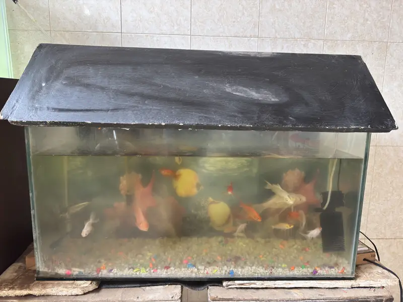 Fish aquarium setup — photo 2