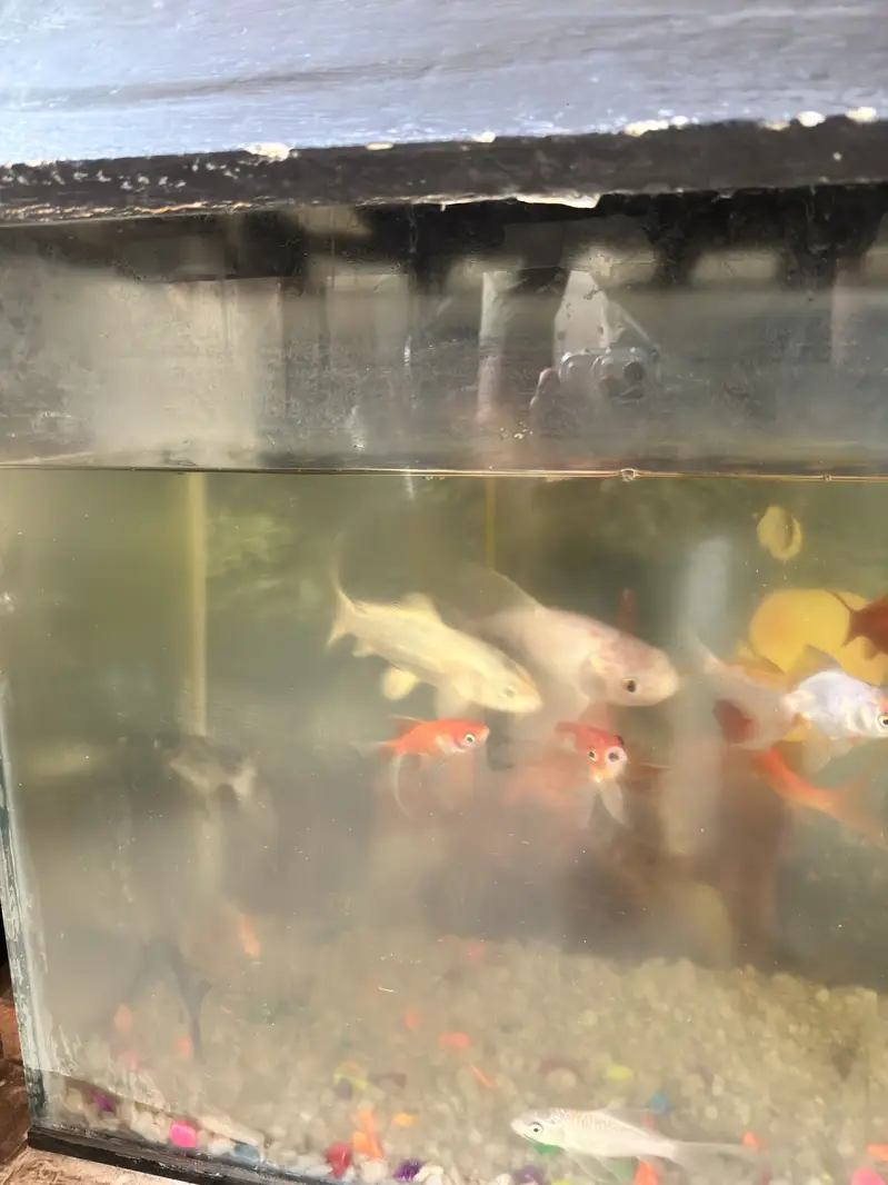 Fish aquarium setup — photo 3