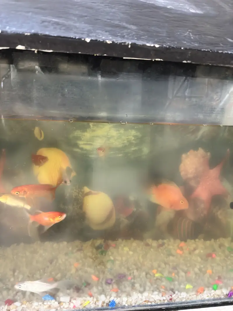 Fish aquarium setup — photo 4