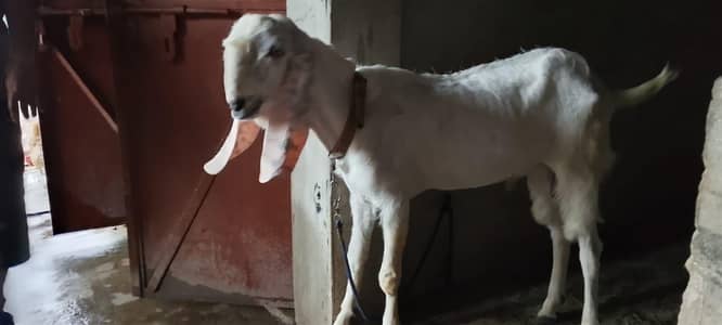 تین جانور ہیں دو  بکریاں اور ایک بکرا