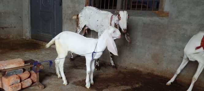 ایک بکری کے ساتھ اس کی ایک پٹ ہے