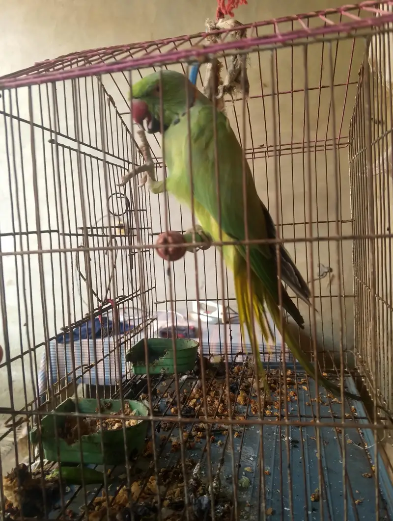 Bolta hy single hy — photo 4