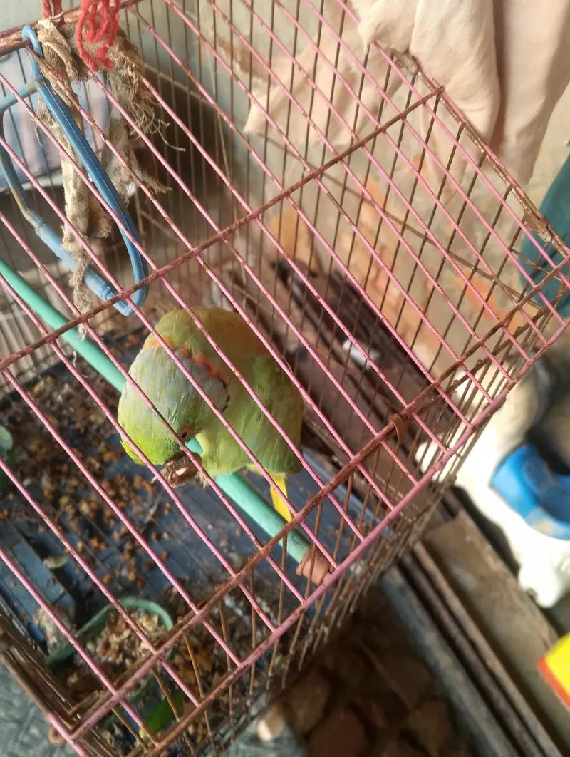 Bolta hy single hy — photo 5
