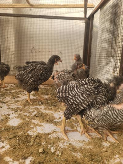Plymouth heritage chicks for sale