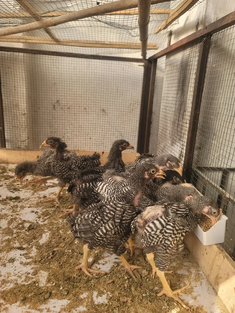 Plymouth heritage chicks for sale — photo 2