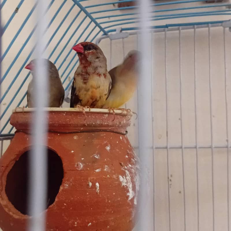 Finches 0