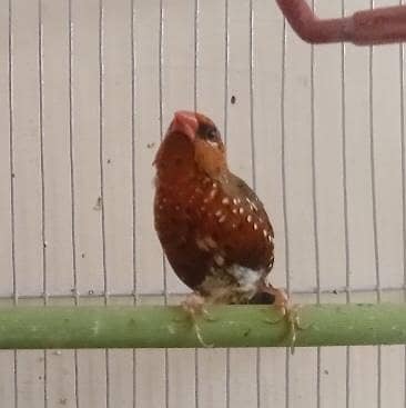 Finches 1