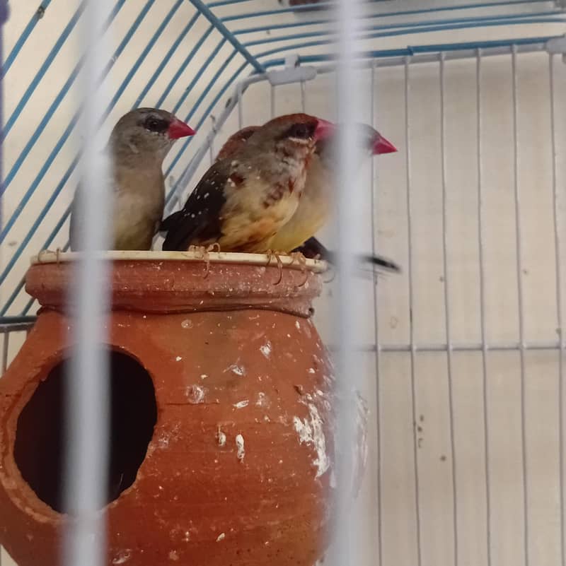 Finches 2