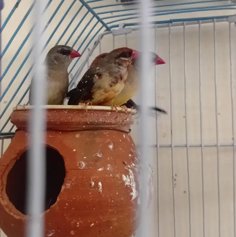 Finches — photo 3