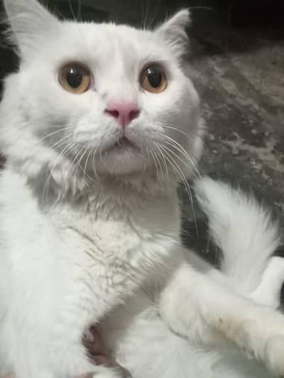 Pure White Persian Cat – Healthy & Fluffy