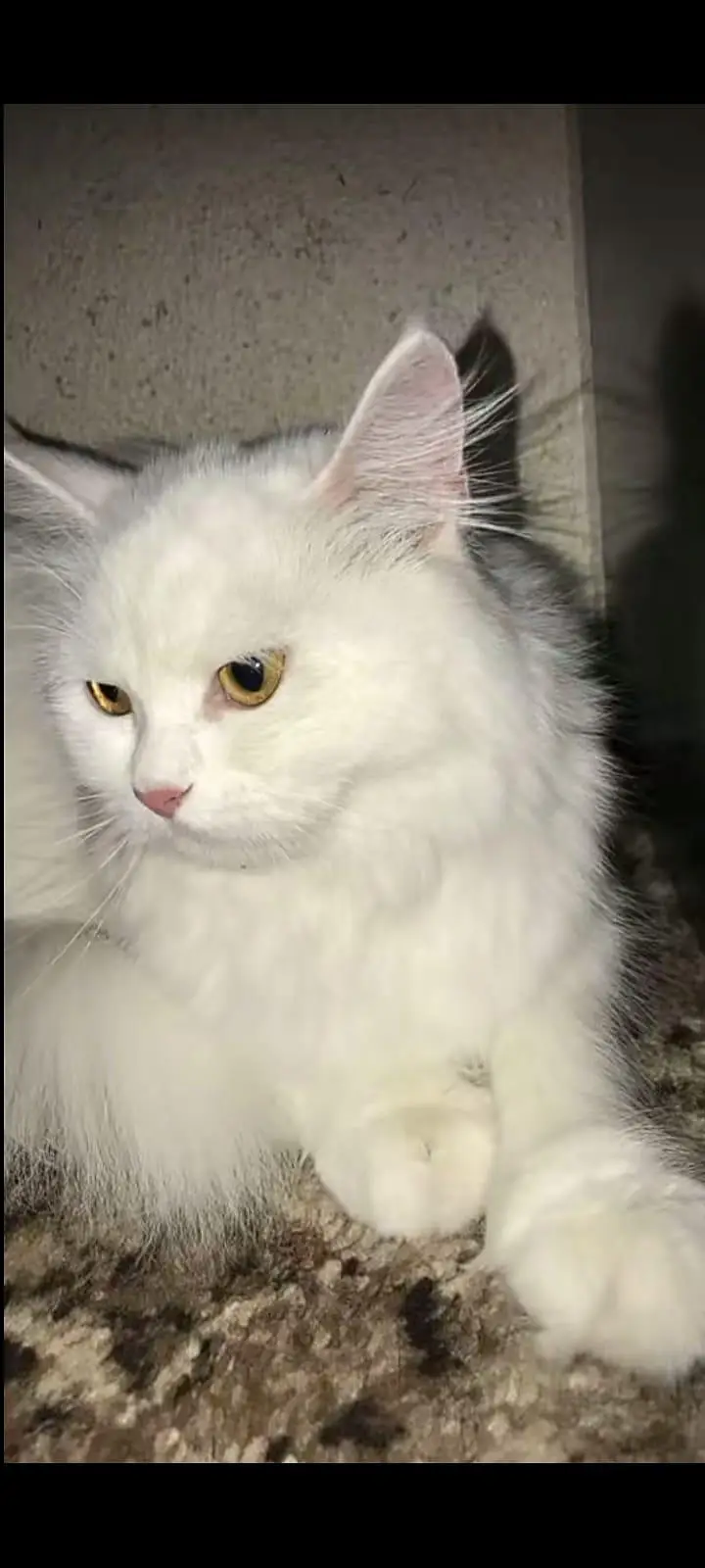 Pure White Persian Cat – Healthy & Fluffy — photo 2