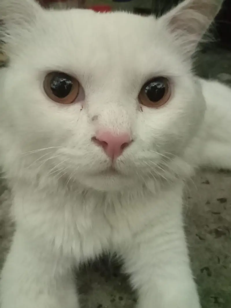 Pure White Persian Cat – Healthy & Fluffy — photo 3