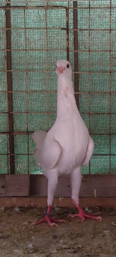 Moltise Male for sale