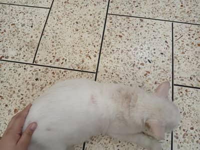I selling this cat because of I am moving abroad