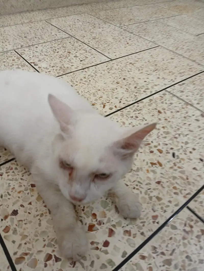 I selling this cat because of I am moving abroad — photo 2