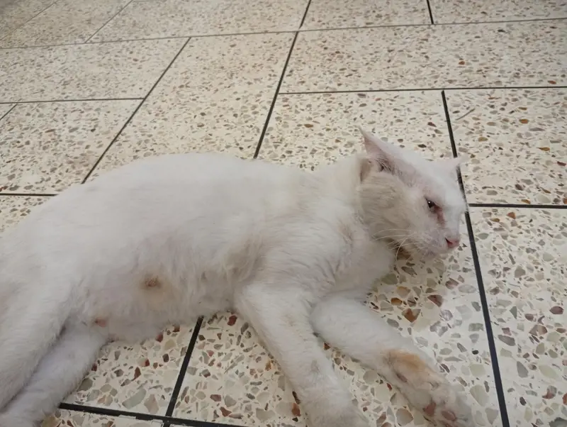 I selling this cat because of I am moving abroad — photo 3