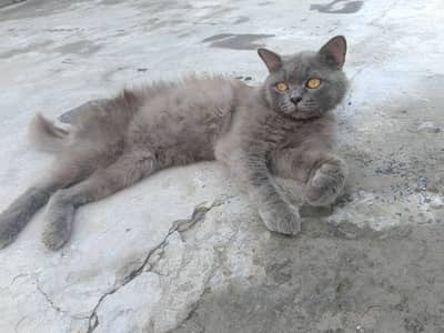 Persian cat | triple Coated |doll Face | Gray Male Cat