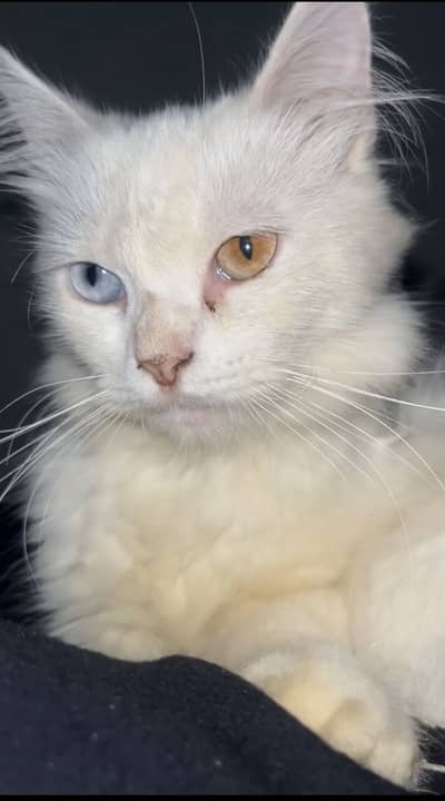 White Kitten with Rare Different-Colored Eyes (Odd-Eyed Cat) for Sale