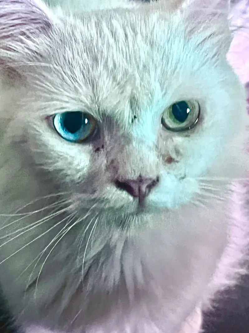 White Kitten with Rare Different-Colored Eyes (Odd-Eyed Cat) for Sale — photo 2