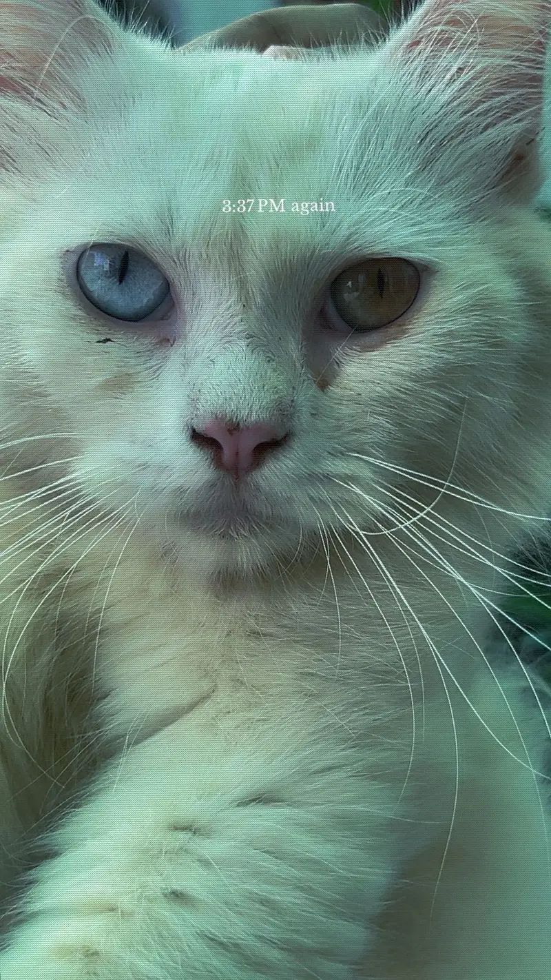 White Kitten with Rare Different-Colored Eyes (Odd-Eyed Cat) for Sale — photo 3