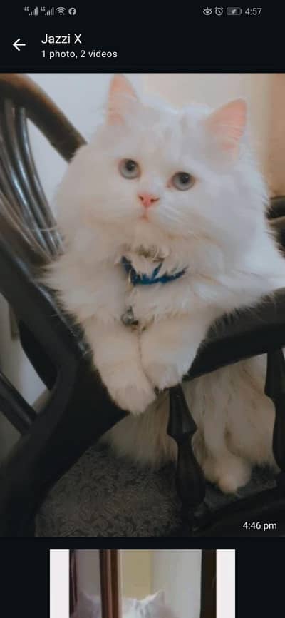 White Persian (doll face)