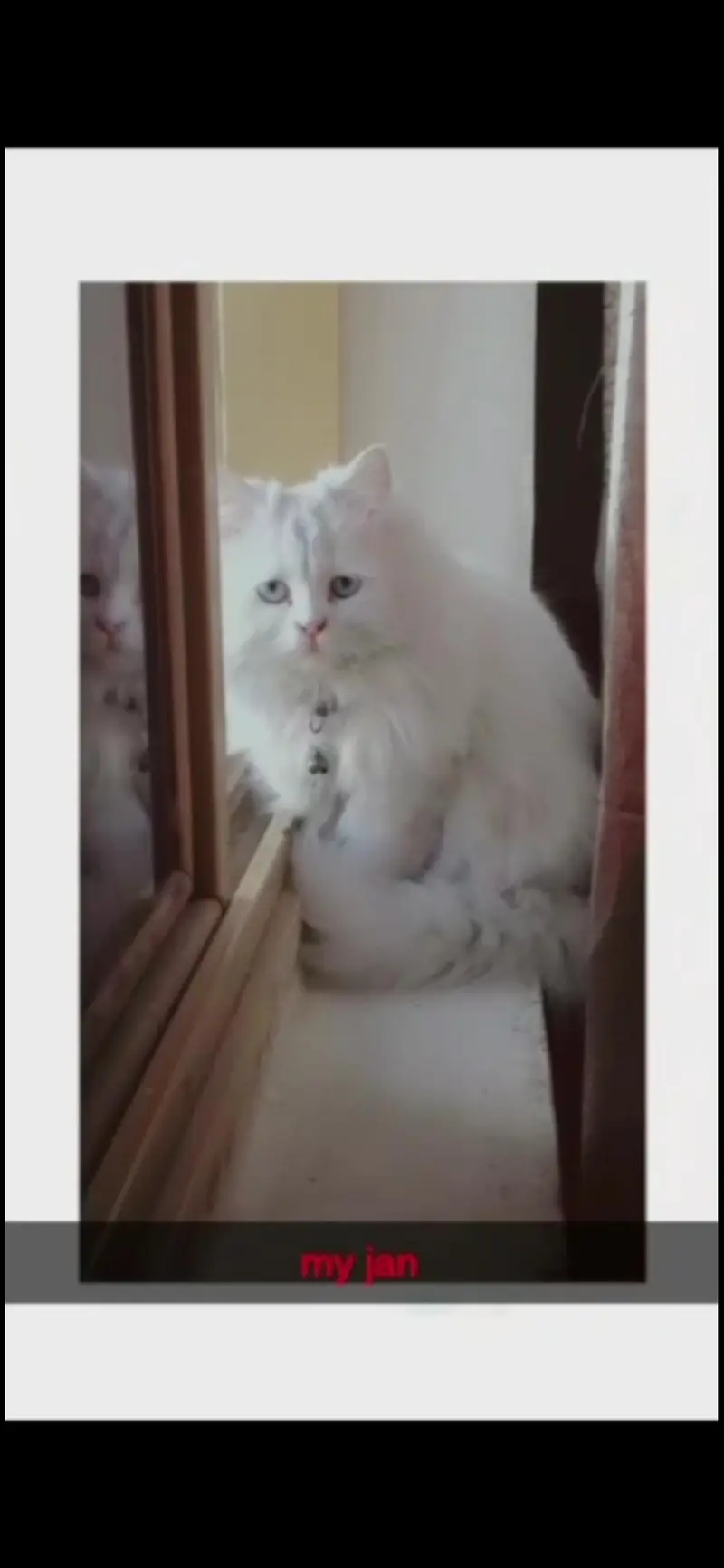 White Persian (doll face) — photo 2