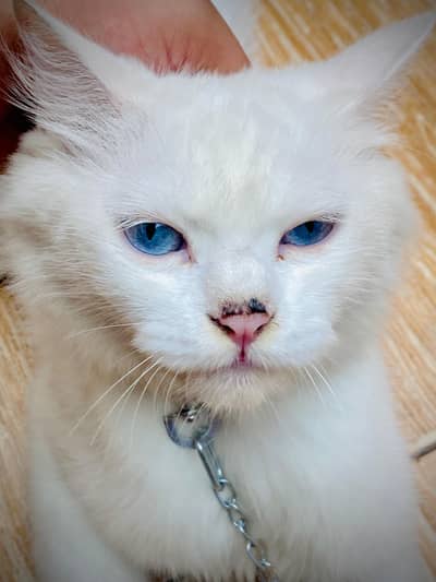 Cat for sale