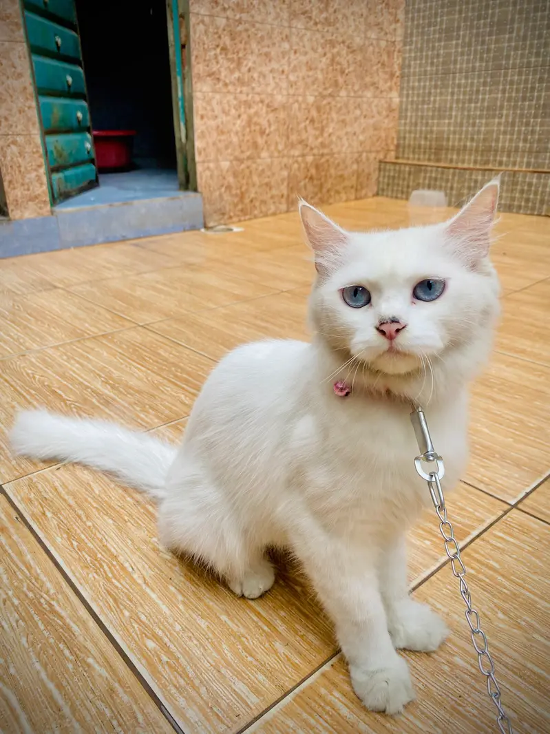 Cat for sale — photo 3