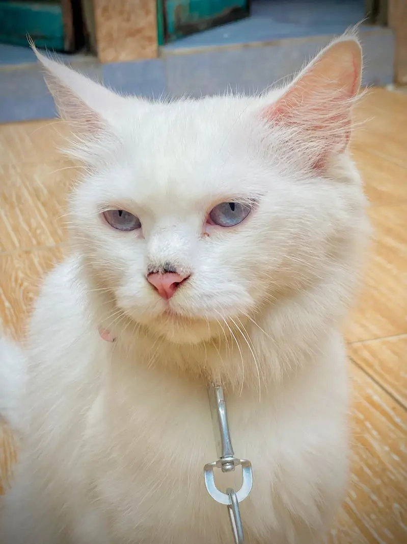 Cat for sale — photo 4