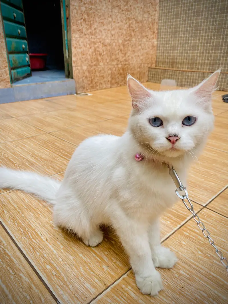 Cat for sale — photo 5