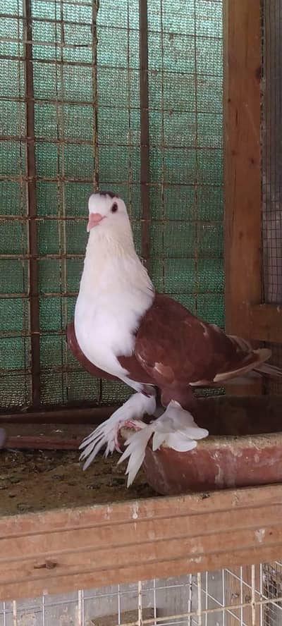 Karbali breeder female 2500/- only