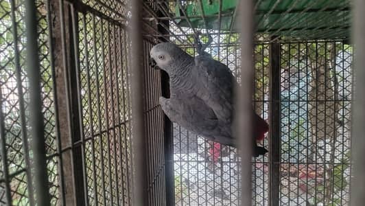 African grey parrot female 5years talking 03222834993