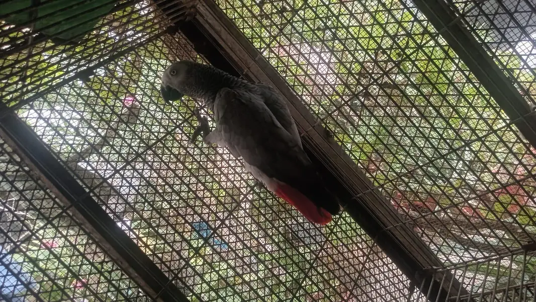 African grey parrot female 5years talking 03222834993 — photo 2