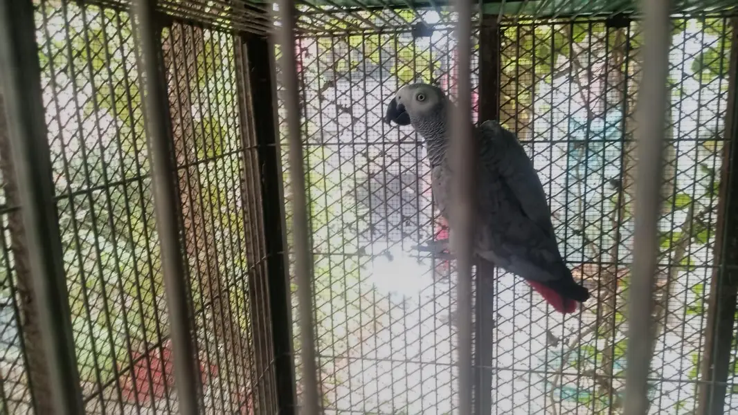 African grey parrot female 5years talking 03222834993 — photo 3