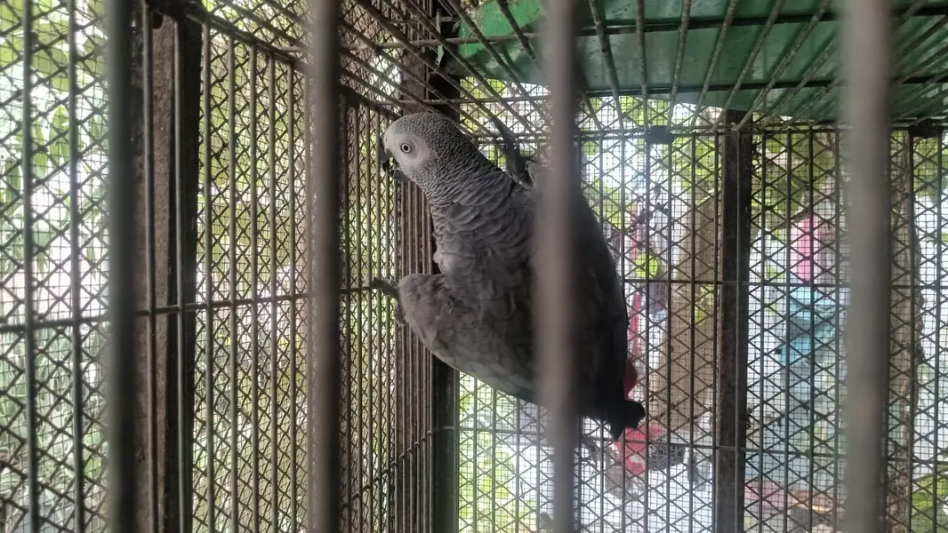 African grey parrot female 5years talking 03222834993 — photo 4