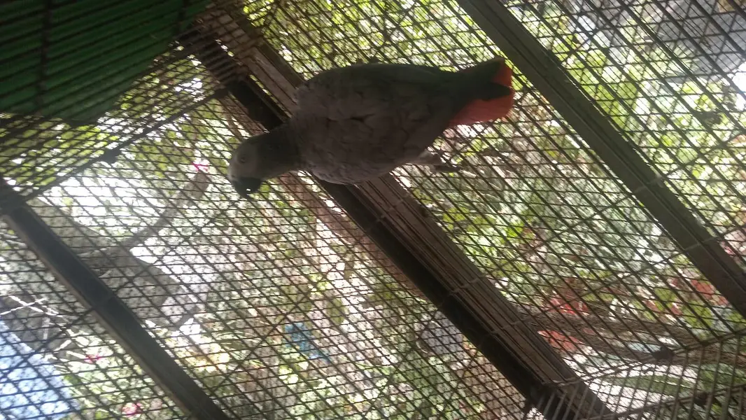 African grey parrot female 5years talking 03222834993 — photo 5