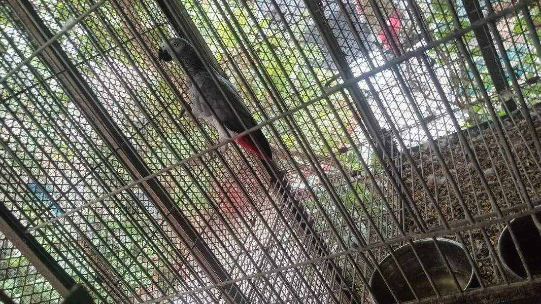 African grey parrot female 5years talking 03222834993 — photo 6
