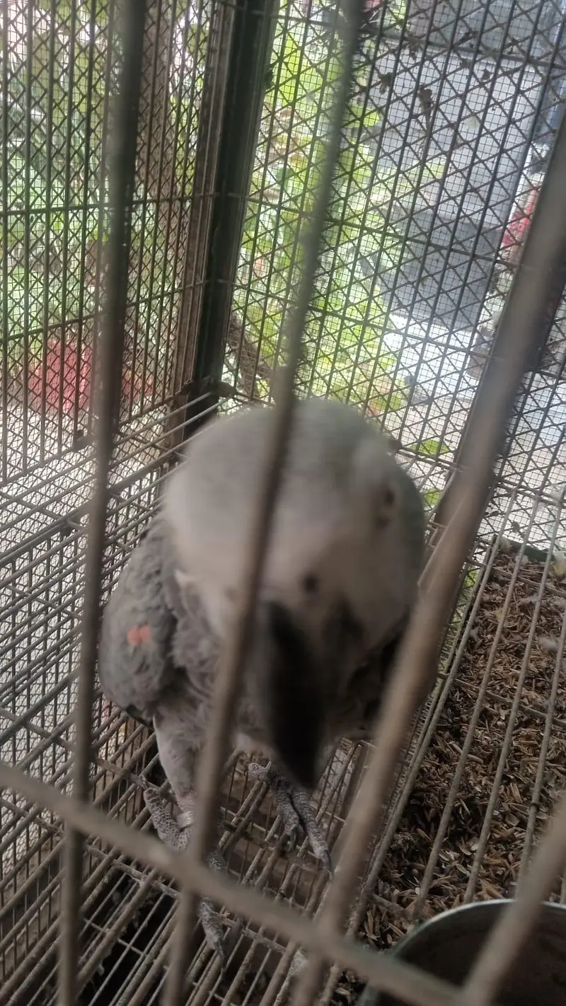African grey parrot female 5years talking 03222834993 — photo 7