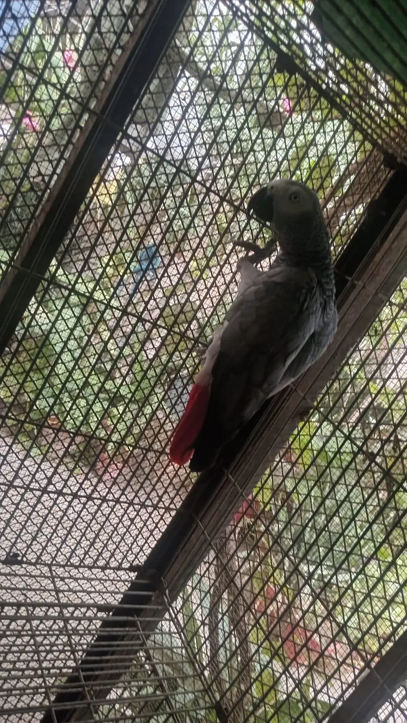 African grey parrot female 5years talking 03222834993 — photo 8