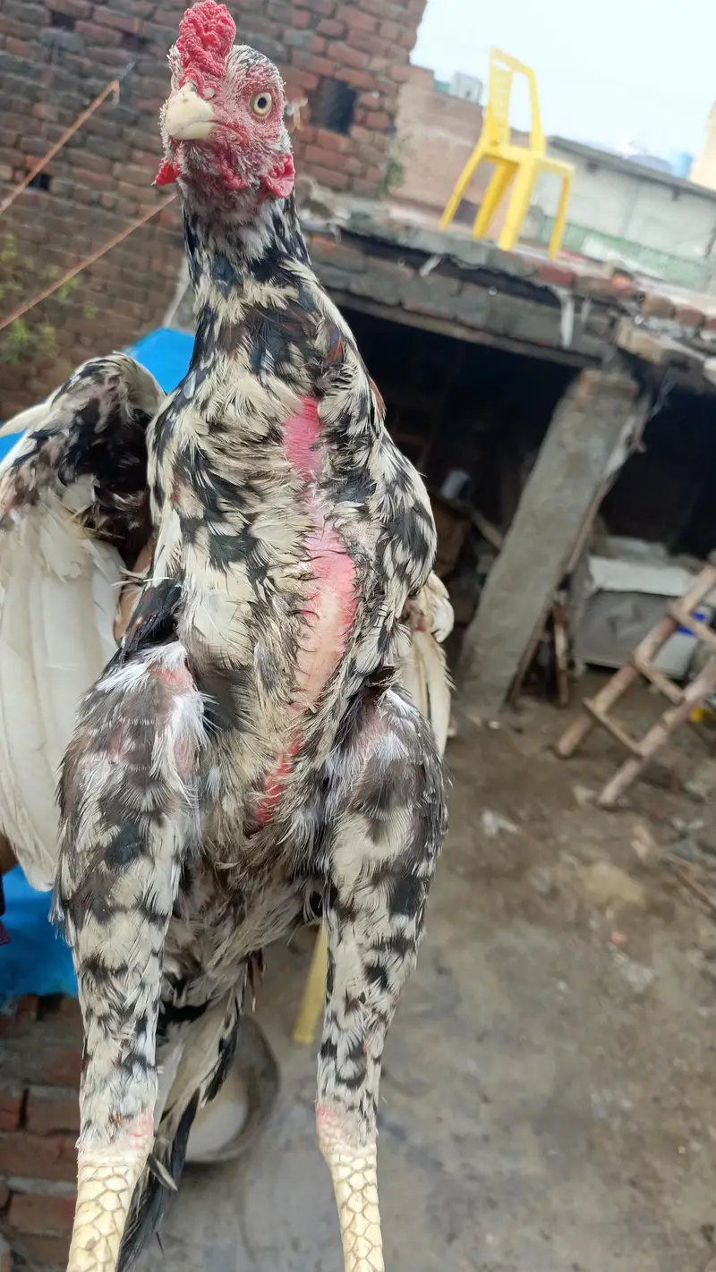 Mianwali pure aseel murga — photo 7