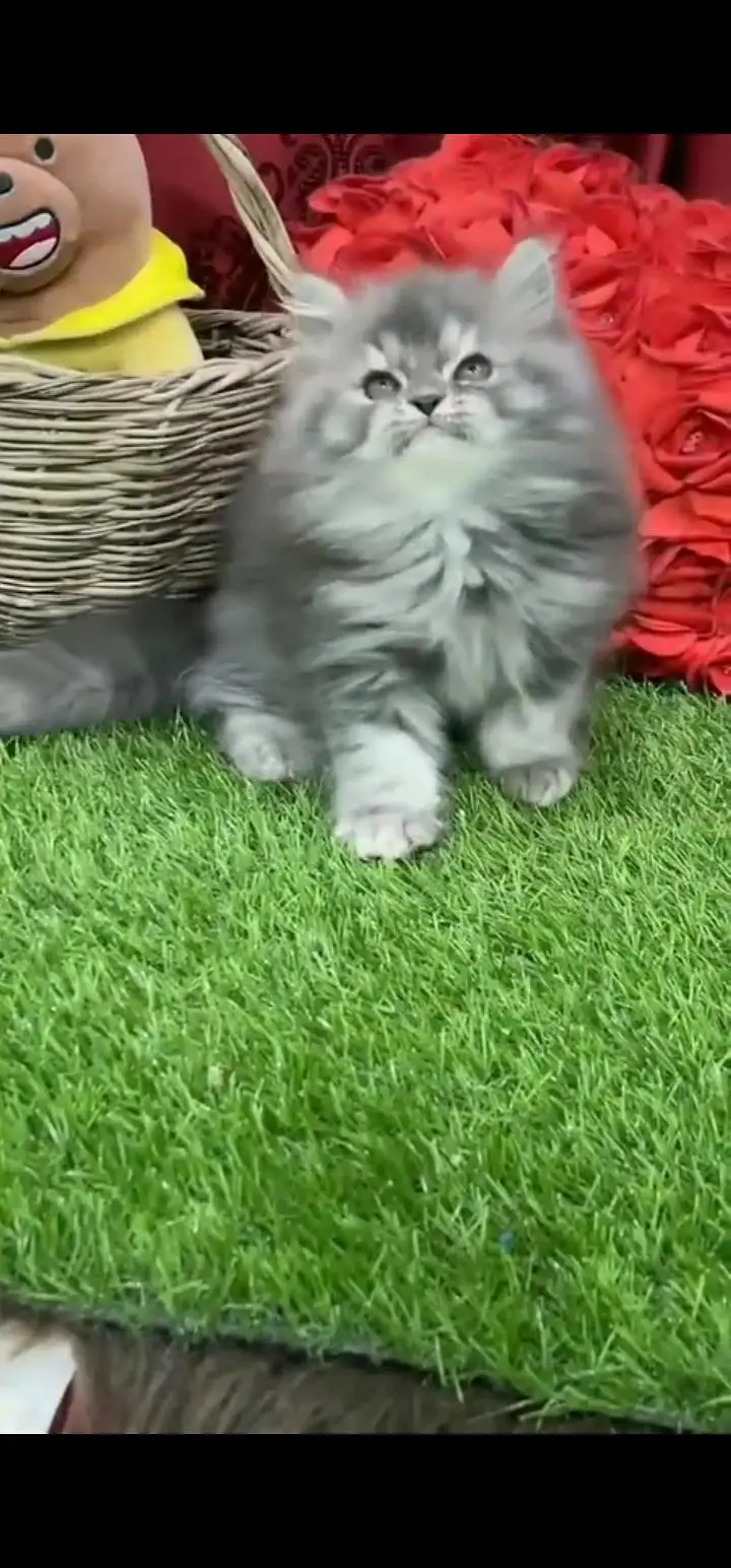 Quality Persian Punch face cat & kittens 03495425573 WhatsApp — photo 2
