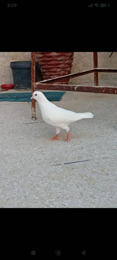 king male